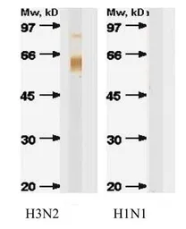 Anti-Influenza A virus H3 HA (Hemagglutinin) antibody [B264M] used in Western Blot (WB). GTX41127