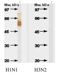 Anti-Influenza A virus H1 HA (Hemagglutinin) antibody [B213M] used in Western Blot (WB). GTX41227