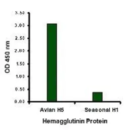 Anti-Avian Influenza A virus H5N1 HA (Hemagglutinin) antibody used in ELISA (ELISA). GTX41292