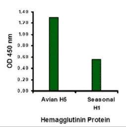 Anti-Avian Influenza A virus H5N1 HA (Hemagglutinin) antibody used in ELISA (ELISA). GTX41297