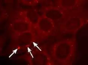 Anti-TCR gamma + delta antibody [GL3] (Biotin) used in Immunocytochemistry/ Immunofluorescence (ICC/IF). GTX41317