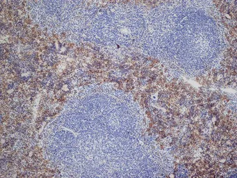 Anti-Dectin-2 antibody [D2.11E4] used in IHC (Frozen sections) (IHC-Fr). GTX41456