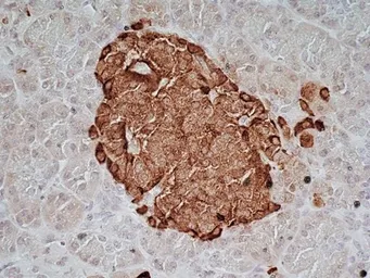 Anti-Chromogranin A antibody [LK2H10] used in IHC (Frozen sections) (IHC-Fr). GTX41688