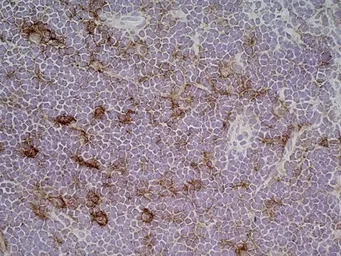 Anti-CD86 antibody [24F] used in IHC (Frozen sections) (IHC-Fr). GTX41790