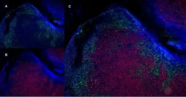 Anti-CD8 alpha antibody [YTS105.18] (Low endotoxin, azide free) used in IHC (Frozen sections) (IHC-Fr). GTX41819