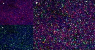 Anti-CD8 alpha antibody [OX-8] used in IHC (Frozen sections) (IHC-Fr). GTX41830