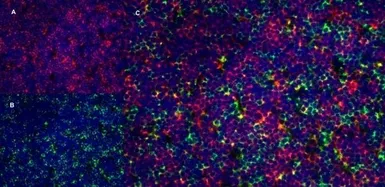 Anti-CD8 alpha antibody [OX-8] used in IHC (Frozen sections) (IHC-Fr). GTX41830