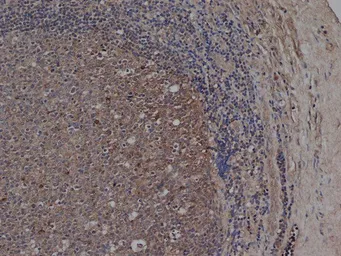 Anti-CD72 antibody [Bu40] used in IHC (Paraffin sections) (IHC-P). GTX41844