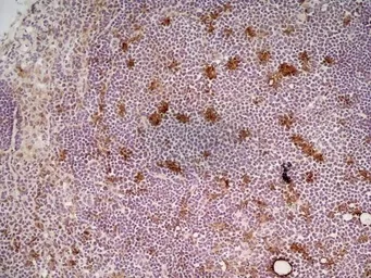 Anti-CD68 antibody [FA-11] used in IHC (Frozen sections) (IHC-Fr). GTX41864
