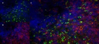 Anti-CD68 antibody [FA-11] used in IHC (Frozen sections) (IHC-Fr). GTX41864