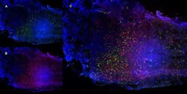 Anti-CD68 antibody [FA-11] used in IHC (Frozen sections) (IHC-Fr). GTX41864
