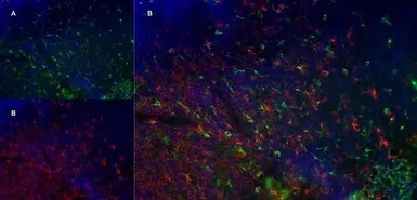 Anti-CD68 antibody [FA-11] used in IHC (Frozen sections) (IHC-Fr). GTX41864