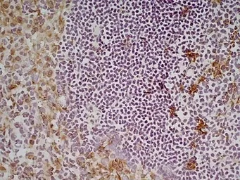 Anti-CD68 antibody [FA-11] used in IHC (Frozen sections) (IHC-Fr). GTX41864