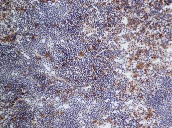 Anti-CD68 antibody [FA-11] used in IHC (Frozen sections) (IHC-Fr). GTX41864