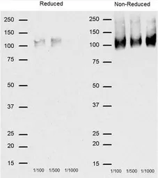 Anti-CD68 antibody [FA-11] used in Western Blot (WB). GTX41864