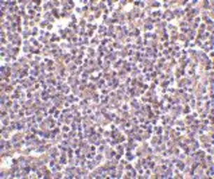 Anti-CD5L antibody, N-term used in IHC (Paraffin sections) (IHC-P). GTX41902