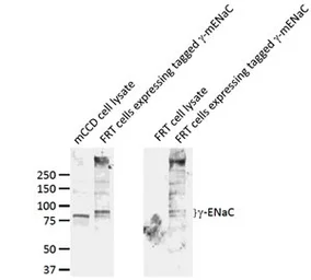 Anti-ENaC Gamma antibody used in Western Blot (WB). GTX41972