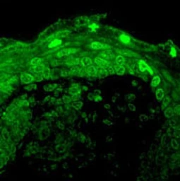 Anti-Cav1.3 antibody [S48A-9] used in Immunocytochemistry/ Immunofluorescence (ICC/IF). GTX41982