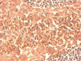 Anti-HCN4 antibody [S114-10] used in IHC (Frozen sections) (IHC-Fr). GTX42001