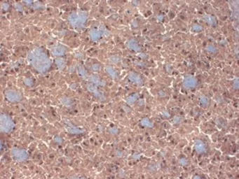 Anti-GABA A Receptor beta 3 antibody [S87-25] used in IHC (Frozen sections) (IHC-Fr). GTX42018