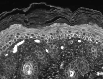 Anti-TRPC7 antibody [S64A-36] used in Immunocytochemistry/ Immunofluorescence (ICC/IF). GTX42022