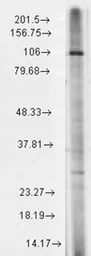 Anti-TRPC7 antibody [S64A-36] used in Western Blot (WB). GTX42022