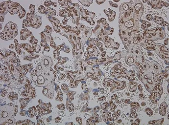 Anti-CD34 antibody [QBEnd/10] used in IHC (Paraffin sections) (IHC-P). GTX42055