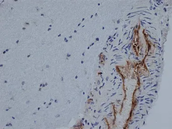 Anti-CD31 antibody [TLD-3A12] (Low endotoxin, azide free) used in IHC (Frozen sections) (IHC-Fr). GTX42089