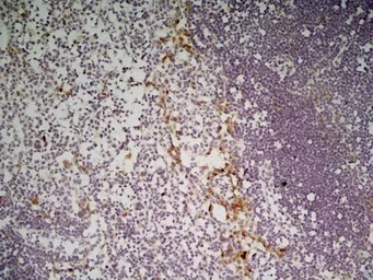 Anti-CLEC10A antibody [ER-MP23] used in IHC (Paraffin sections) (IHC-P). GTX42095