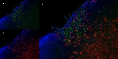 Anti-Mannose Receptor antibody [MR5D3] used in IHC (Frozen sections) (IHC-Fr). GTX42263