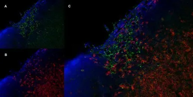 Anti-Mannose Receptor antibody [MR5D3] used in IHC (Frozen sections) (IHC-Fr). GTX42264