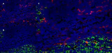 Anti-CD205 antibody [MG38] (Low endotoxin, azide free) used in IHC (Frozen sections) (IHC-Fr). GTX42273