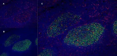 Anti-CD205 antibody [MG38] (Low endotoxin, azide free) used in IHC (Frozen sections) (IHC-Fr). GTX42273