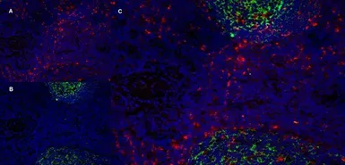 Anti-CD205 antibody [MG38] (Low endotoxin, azide free) used in IHC (Frozen sections) (IHC-Fr). GTX42273