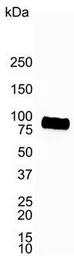 Anti-CD19 antibody [LE-CD19] used in Western Blot (WB). GTX42324