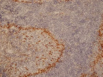 Anti-CD169 antibody [ED3] used in IHC (Frozen sections) (IHC-Fr). GTX42356