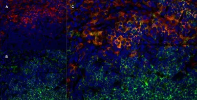 Anti-CD169 antibody [ED3] used in IHC (Frozen sections) (IHC-Fr). GTX42357