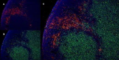Anti-CD169 antibody [ED3] used in IHC (Frozen sections) (IHC-Fr). GTX42357