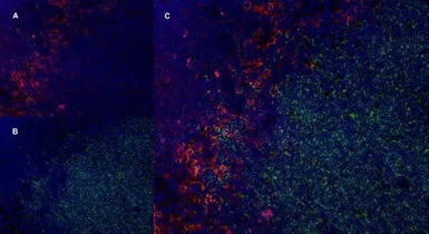 Anti-CD169 antibody [ED3] used in IHC (Frozen sections) (IHC-Fr). GTX42357