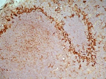 Anti-CD169 antibody [ED3] used in IHC (Frozen sections) (IHC-Fr). GTX42357