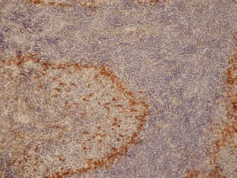Anti-CD169 antibody [ED3] used in IHC (Frozen sections) (IHC-Fr). GTX42357