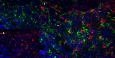 Anti-CD169 antibody [3D6.112] (Low endotoxin, azide free) used in IHC (Frozen sections) (IHC-Fr). GTX42362