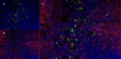 Anti-CD169 antibody [3D6.112] (Low endotoxin, azide free) used in IHC (Frozen sections) (IHC-Fr). GTX42362