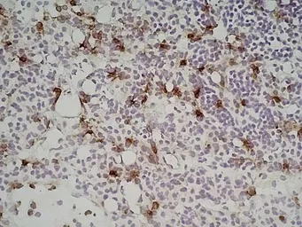 Anti-CD169 antibody [3D6.112] (Low endotoxin, azide free) used in IHC (Frozen sections) (IHC-Fr). GTX42362