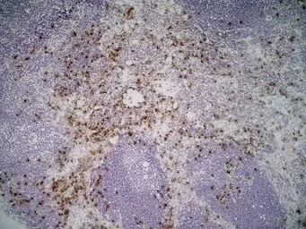 Anti-CD169 antibody [3D6.112] (Low endotoxin, azide free) used in IHC (Frozen sections) (IHC-Fr). GTX42362