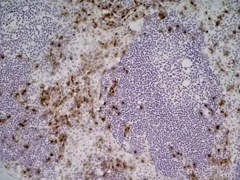 Anti-CD169 antibody [3D6.112] (Low endotoxin, azide free) used in IHC (Frozen sections) (IHC-Fr). GTX42362