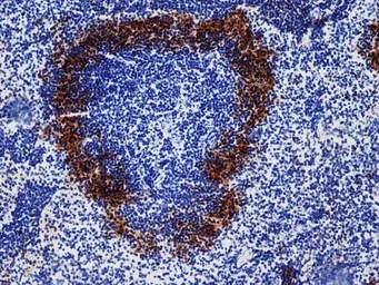 Anti-CD169 antibody [3D6.112] (Low endotoxin, azide free) used in IHC (Frozen sections) (IHC-Fr). GTX42362