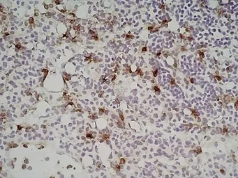 Anti-CD169 antibody [3D6.112] used in IHC (Frozen sections) (IHC-Fr). GTX42363