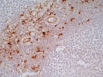 Anti-CD163 antibody [EDHu-1] used in IHC (Frozen sections) (IHC-Fr). GTX42364