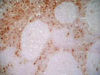 Anti-CD163 antibody [EDHu-1] used in IHC (Frozen sections) (IHC-Fr). GTX42364